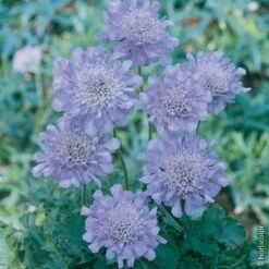 Scabieuse Butterfly Blue -Garden Supplies Sales Shop 7076a scabieuse butterfly blue taille1000 ho