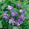 Violette Double De Toulouse 2 Violette Double De Toulouse -Garden Supplies Sales Shop 7081 000