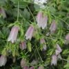 Campanula Takesimana ‘Elizabeth’ Ou Campanule Rose 1 Campanula Takesimana ‘Elizabeth’ Ou Campanule Rose -Garden Supplies Sales Shop 7104 campanule elizabeth ho