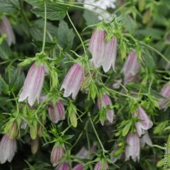 Campanula Takesimana ‘Elizabeth’ Ou Campanule Rose