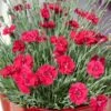 Oeillet Nain Des Alpes 'Fire Star' Ou Dianthus Alpinus -Garden Supplies Sales Shop 7105 oeillets alpinus fire star ho