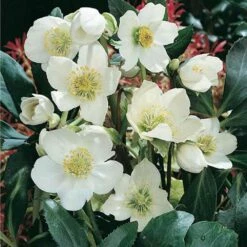 Rose De Noël Niger Blanche -Garden Supplies Sales Shop 7109 rose de no l niger blanche t1000