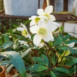 Rose De Noël Niger Blanche