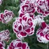Oeillet Nain Des Alpes ‘Mendlesham Minx’ Ou Dianthus Alpinus 2 Oeillet Nain Des Alpes ‘Mendlesham Minx’ Ou Dianthus Alpinus -Garden Supplies Sales Shop 7111 oeillet nain des alpes mendelshaw minx ho