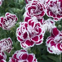 Oeillet Nain Des Alpes ‘Mendlesham Minx’ Ou Dianthus Alpinus