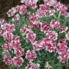Oeillet Nain ‘Whatfield Gem’ Ou Dianthus Gratianopolitanus 1 Oeillet Nain ‘Whatfield Gem’ Ou Dianthus Gratianopolitanus -Garden Supplies Sales Shop 7112 oeillet nain whatfield gem ho