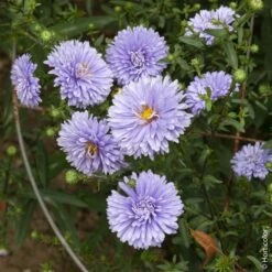 Aster De Nouvelle Belgique ‘Marie Ballard’, Grand Aster D’automne Ou Aster Novi-belgii