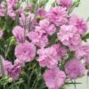 Oeillet Nain ‘Whatfield Can Can’ Ou Dianthus Hybridus -Garden Supplies Sales Shop 7115 oeillet nain whatfield can can ho