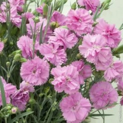 Oeillet Nain ‘Whatfield Can Can’ Ou Dianthus Hybridus
