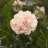 Oeillet Anglais ‘Widecombe Fair’, Oeillet Mignardise Ou Dianthus Plumarius 2 Oeillet Anglais ‘Widecombe Fair’, Oeillet Mignardise Ou Dianthus Plumarius -Garden Supplies Sales Shop 7116 oeillet anglais widecombe fair ho