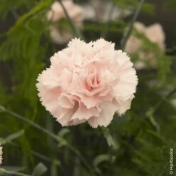 Oeillet Anglais ‘Widecombe Fair’, Oeillet Mignardise Ou Dianthus Plumarius