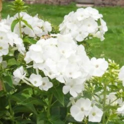 Phlox Paniculata 'Pax'