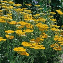 Garden Supplies Sales Shop -Garden Supplies Sales Shop 7121 achill e filipendulina t1000