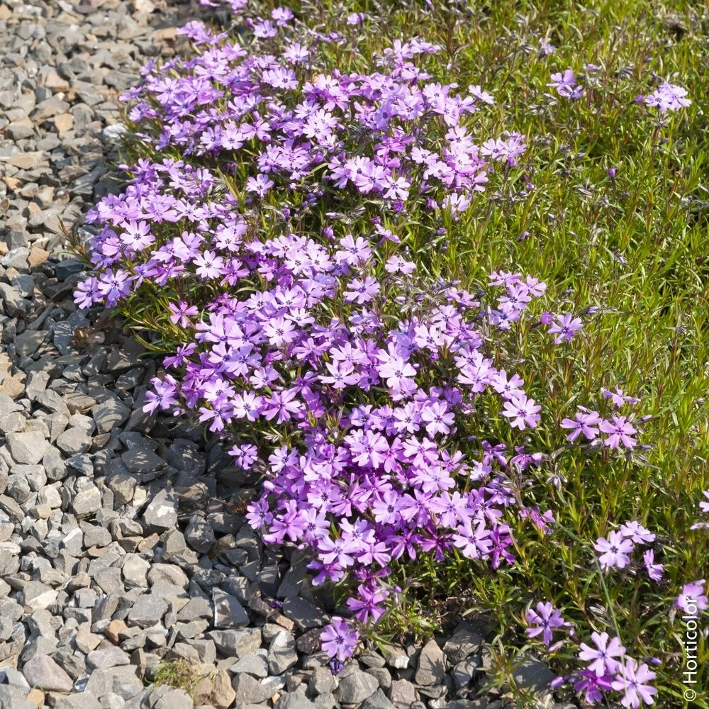 Phlox Nain ‘Purple Beauty’ Ou Phlox Subulata 4 Phlox Nain ‘Purple Beauty’ Ou Phlox Subulata - Image 2