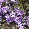 Phlox Nain ‘Purple Beauty’ Ou Phlox Subulata -Garden Supplies Sales Shop 7124a phlox nain purple beauty ho