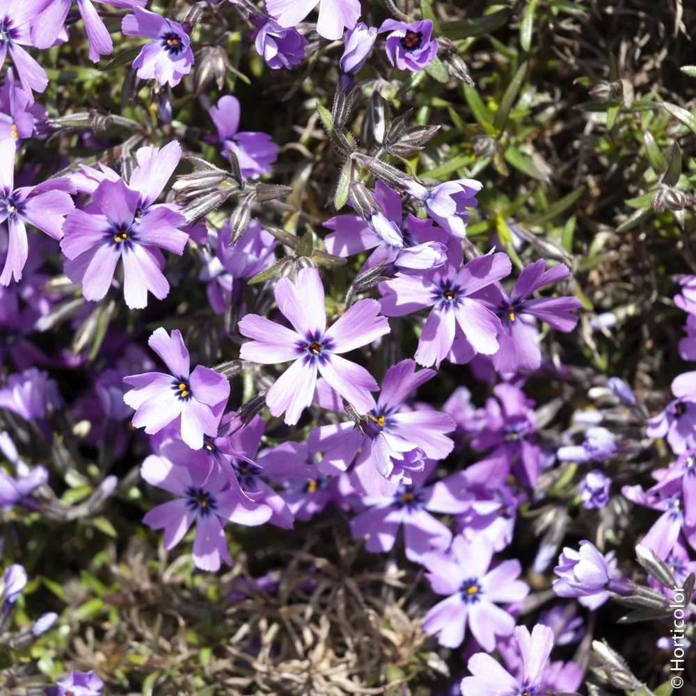 Phlox Nain ‘Purple Beauty’ Ou Phlox Subulata 3 Phlox Nain ‘Purple Beauty’ Ou Phlox Subulata