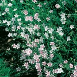 Oeillet à Delta 'Artic Fire' Ou Dianthus Deltoides