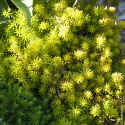 Sedum Reflexum, Orpin Réfléchi Ou Orpin Des Rochers