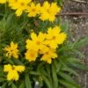Coreopsis Grandiflora ‘Mayfield Giant’ Ou œil De Jeune Fille -Garden Supplies Sales Shop 7141 coreopsis grandiflora mayfield giant ho