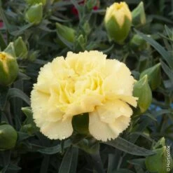 Oeillet Des Fleuristes Jaune Ou Dianthus Caryophyllus