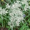 Edelweiss Des Alpes -Garden Supplies Sales Shop 7147 edelweiss des alpes ho t1000