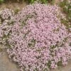 Gypsophila Repens 'Rosea' Ou Gypsophile Tapissante Rose -Garden Supplies Sales Shop 7148 gypsophile tapissante rose ho t1000