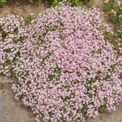 Gypsophila Repens 'Rosea' Ou Gypsophile Tapissante Rose