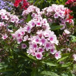 Phlox Paniculata ‘Europa’ Rose Pâle