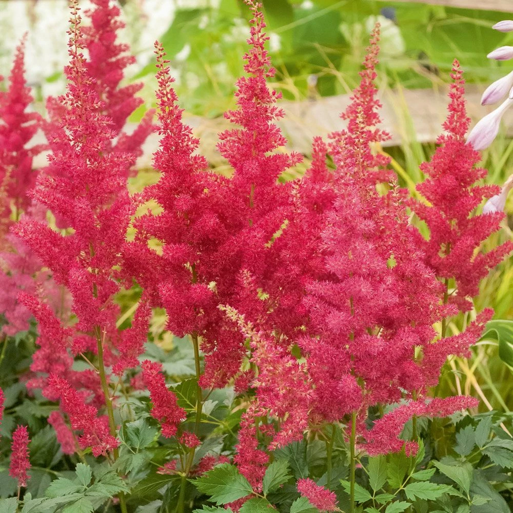 Astilbe Rouge Etna, Astilbe X Arendsii 3 Astilbe Rouge Etna, Astilbe X Arendsii