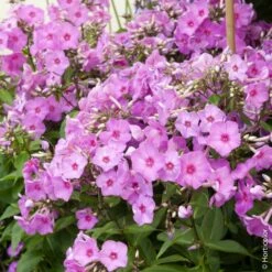 Phlox Paniculata ‘Fullhorn’ Rose