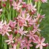 Schizostylis Coccinea Rubra - Lis Des Cafres 1 Schizostylis Coccinea Rubra - Lis Des Cafres -Garden Supplies Sales Shop 7160 schizostylis coccinea rubra ho