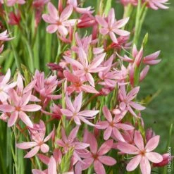Schizostylis Coccinea Rubra - Lis Des Cafres