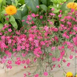 Oeillet à Delta Rose Ou Dianthus Deltoides