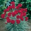 Oeillet Anglais 'Lady In Red', Oeillet Mignardise Ou Dianthus Plumarius 2 Oeillet Anglais 'Lady In Red', Oeillet Mignardise Ou Dianthus Plumarius -Garden Supplies Sales Shop 7164 oeillet plumarius lady in red ho