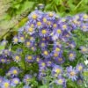 Aster De Nouvelle Belgique ‘Eventide’, Grand Aster D’automne Ou Aster Novi-belgii 2 Aster De Nouvelle Belgique ‘Eventide’, Grand Aster D’automne Ou Aster Novi-belgii -Garden Supplies Sales Shop 7166 aster de nouvelle belgique eventide ho