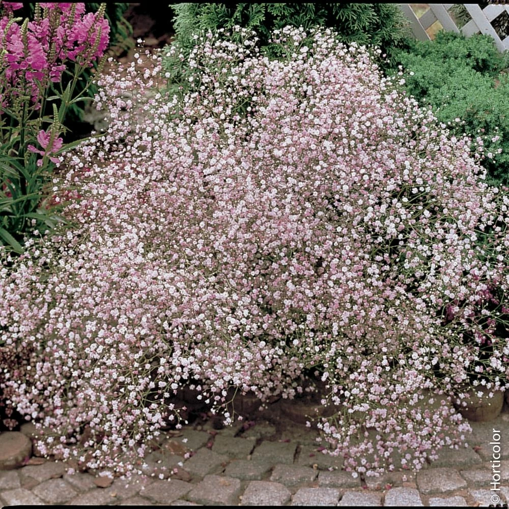 Gypsophila Paniculata ‘Flamingo’ Ou Gypsophile Double Rose 3 Gypsophila Paniculata ‘Flamingo’ Ou Gypsophile Double Rose