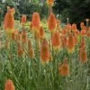 Tritoma Uvaria Ou Kniphofia Ou Tison De Satan -Garden Supplies Sales Shop 7172 tritoma uvaria ou kniphofia ou tison de satan t1000
