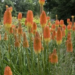 Tritoma Uvaria Ou Kniphofia Ou Tison De Satan