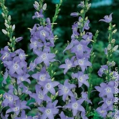 Campanula Pyramidalis Ou Campanule Pyramidale Bleue