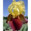 Iris à Grandes Fleurs Accent -Garden Supplies Sales Shop 7179 iris des jardins accent ho t1000