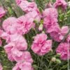 Oeillet Anglais 'Tickled Pink', Oeillet Mignardise Ou Dianthus Plumarius -Garden Supplies Sales Shop 7182 oeillet plumarius tickled rose ho
