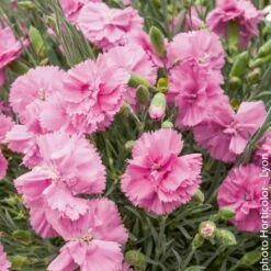Oeillet Anglais 'Tickled Pink', Oeillet Mignardise Ou Dianthus Plumarius