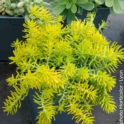 Sedum Rupestre Aureum Ou Sedum Reflexum Aureum