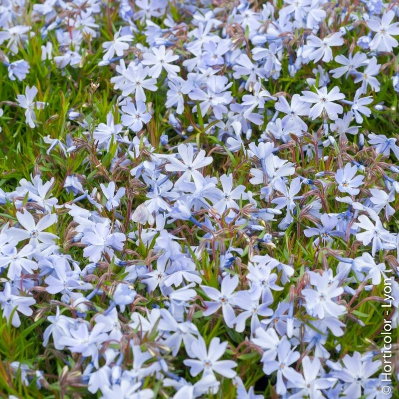 Phlox Nain ‘Oakington Blue Eyes’ Ou Phlox En Coussin 3 Phlox Nain ‘Oakington Blue Eyes’ Ou Phlox En Coussin