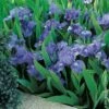 Iris Nains Bleus