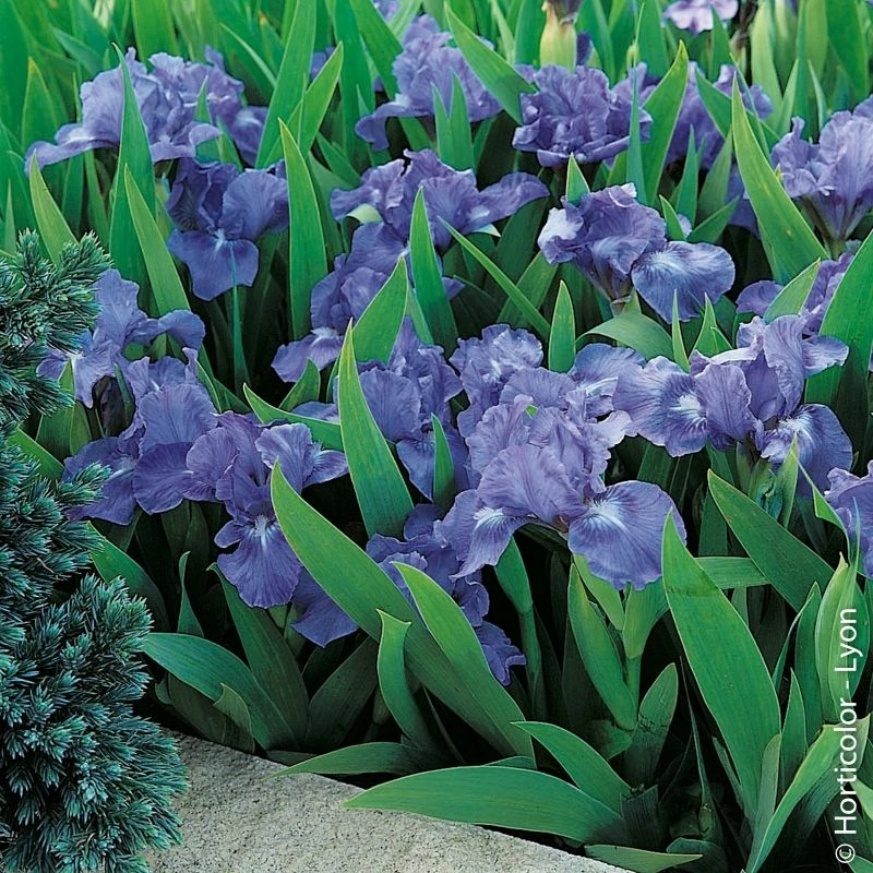 Iris Nains Bleus 3 Iris Nains Bleus