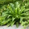 Fougère Asplenium Scolopendrium, Phyllitis Scolopendrium Ou Fougère Langue De Cerf -Garden Supplies Sales Shop 7193 pm121379