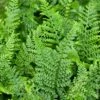 Fougère Polystichum Setiferum, Polystic à Soies Ou Fougère Des Fleuristes -Garden Supplies Sales Shop 7195 pm102402