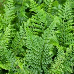 Fougère Polystichum Setiferum, Polystic à Soies Ou Fougère Des Fleuristes