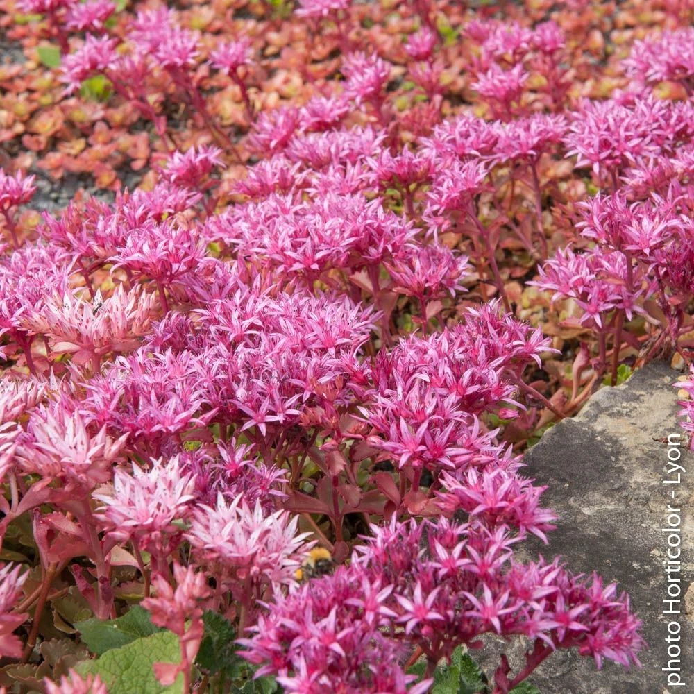 Sedum Spurium Rose 3 Sedum Spurium Rose